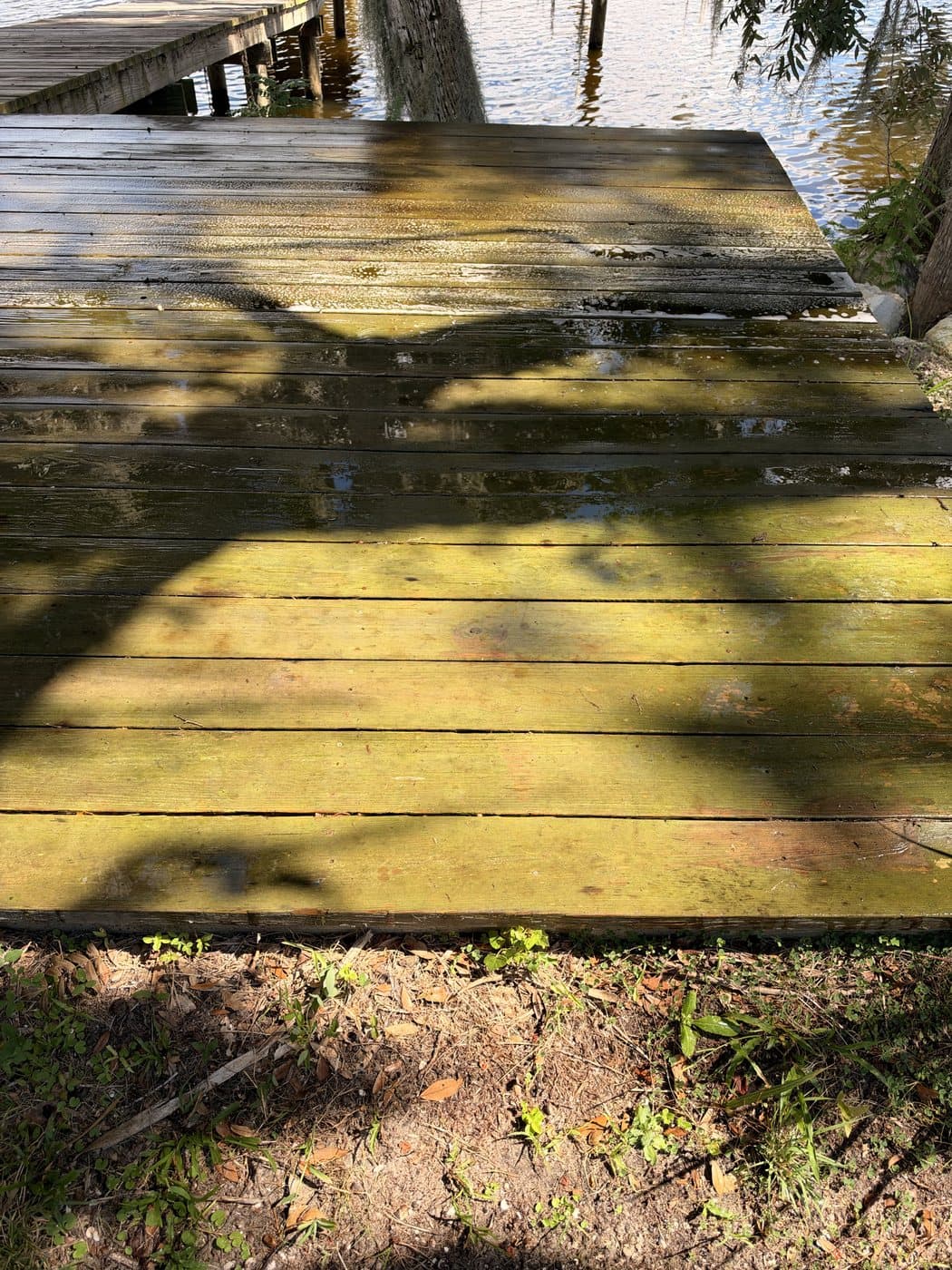 Wood dock covered in green algae before cleaning